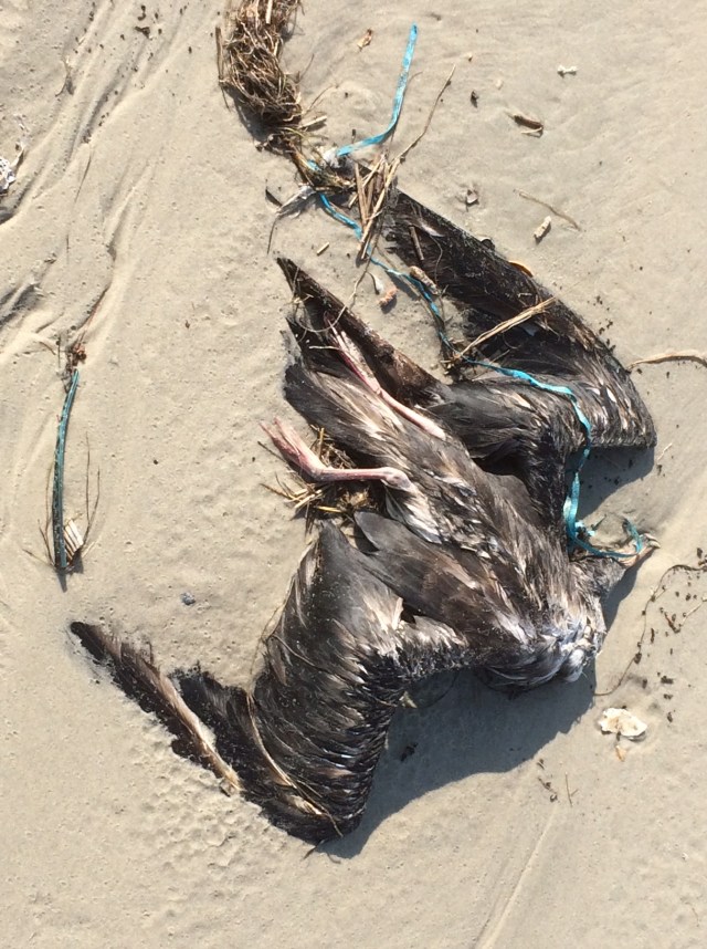 dead seagull