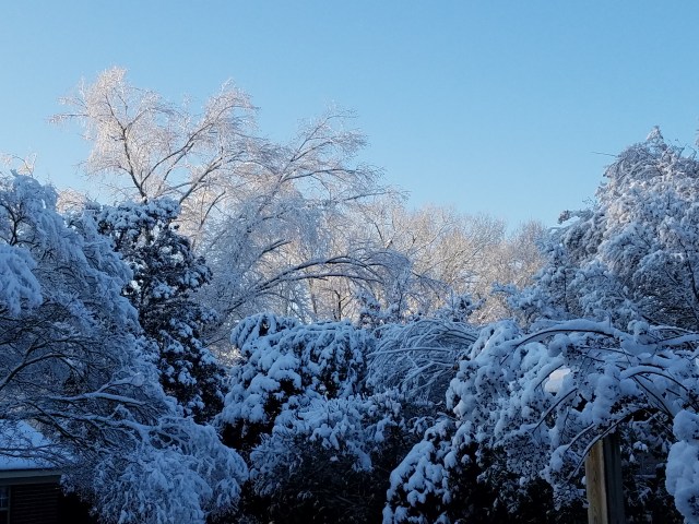 our snowy yard