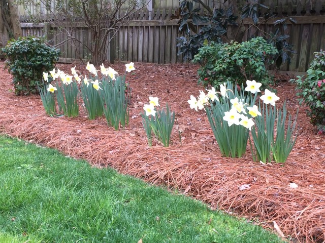 presnow daffodils