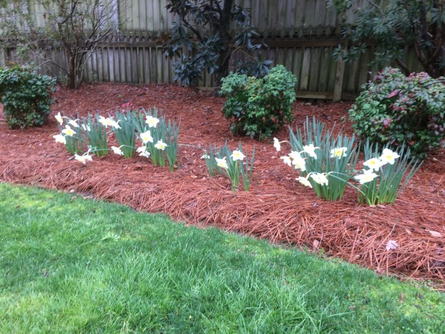 today's daffodils