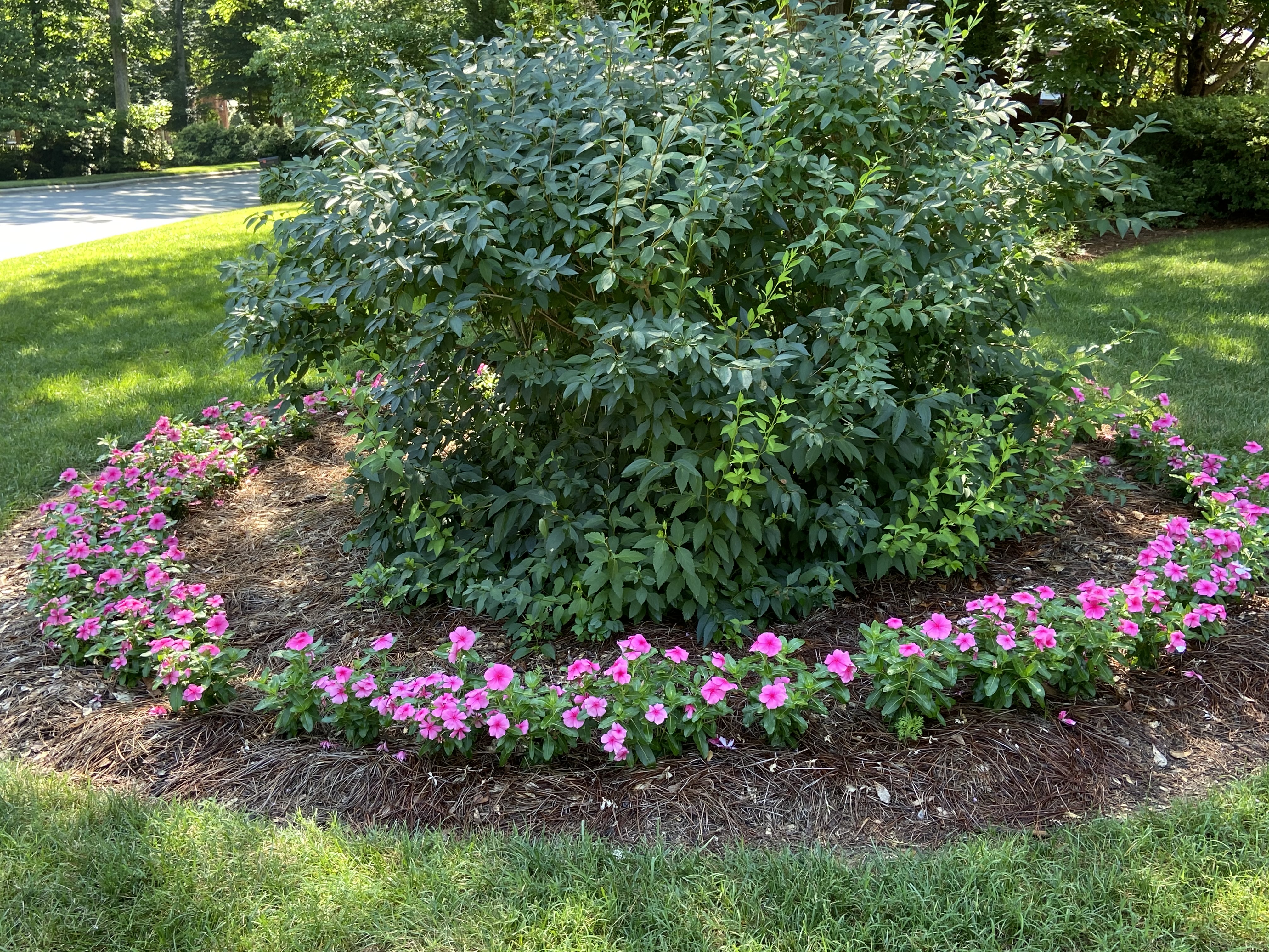 circle flowers