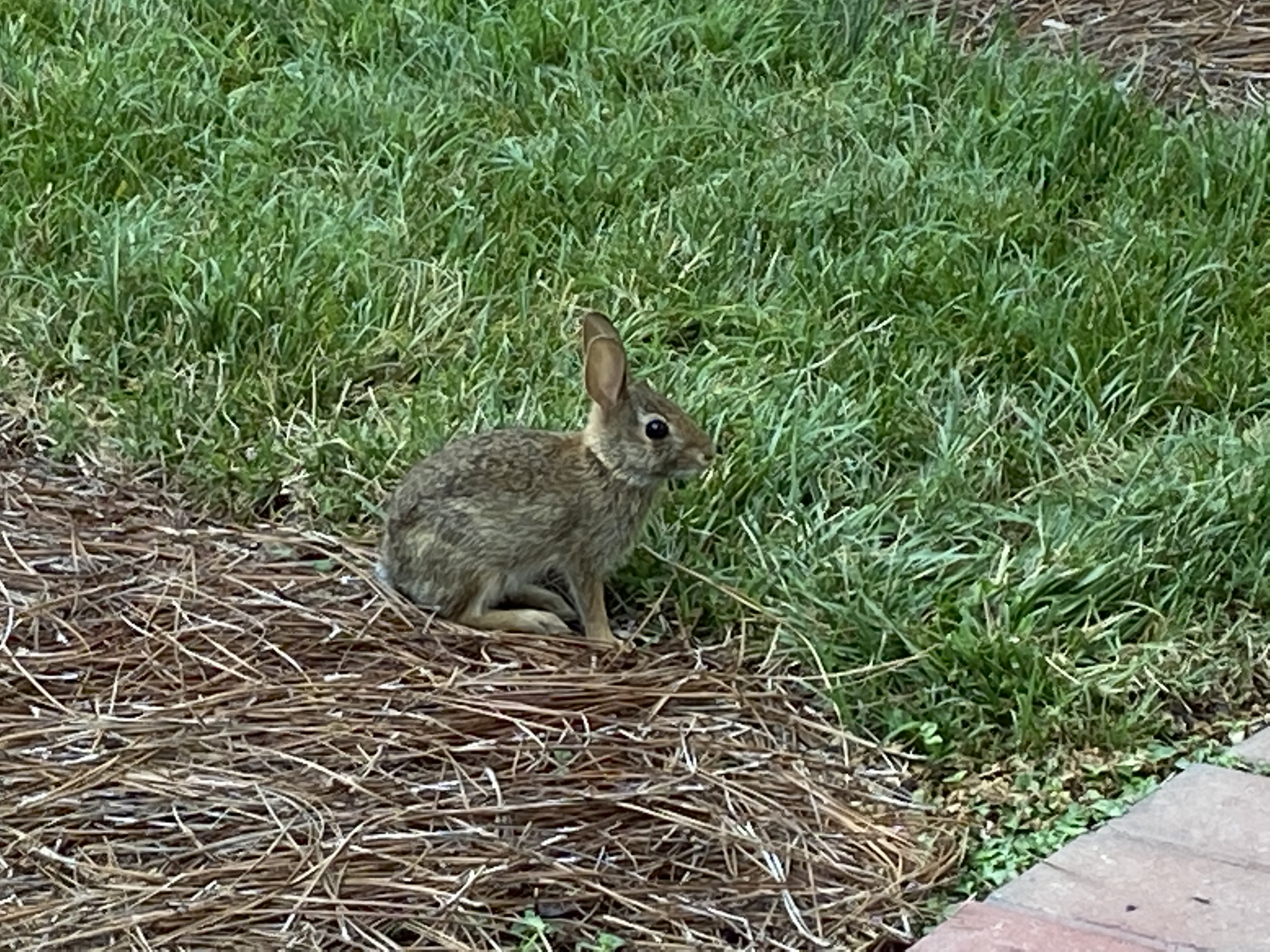 guilty bunny