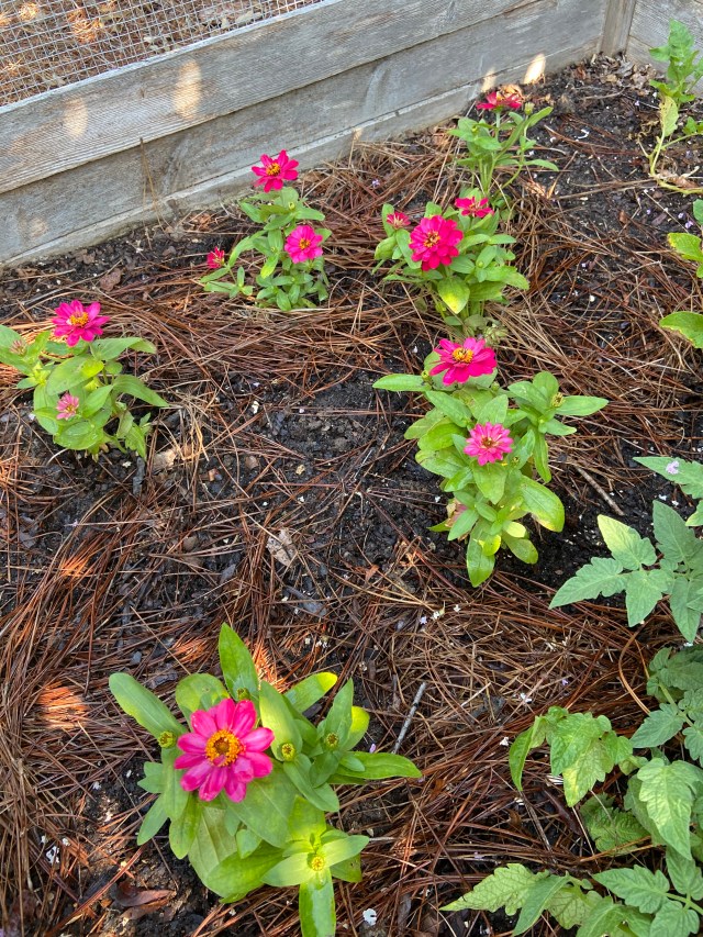 zinnias