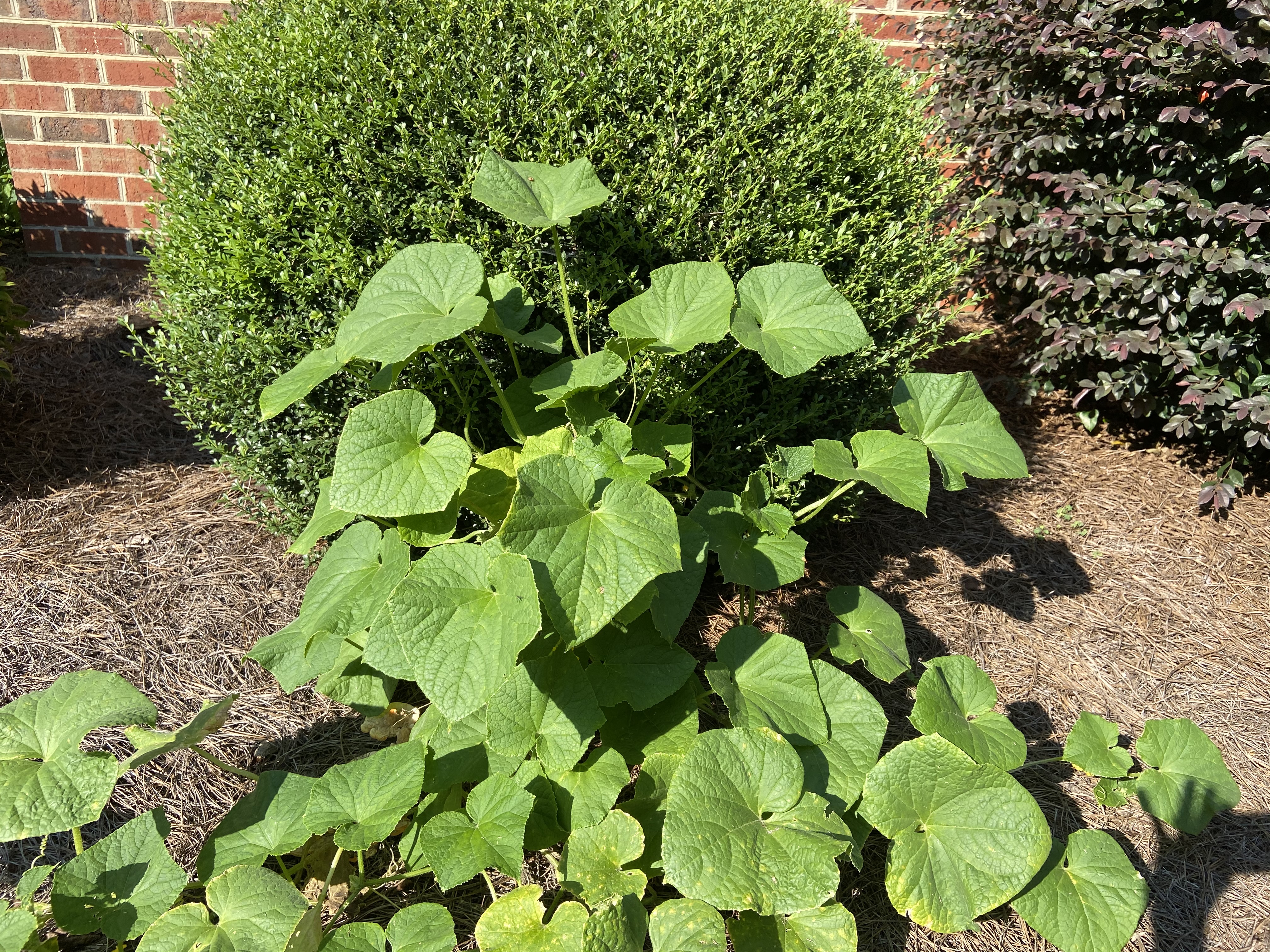 cuke vine