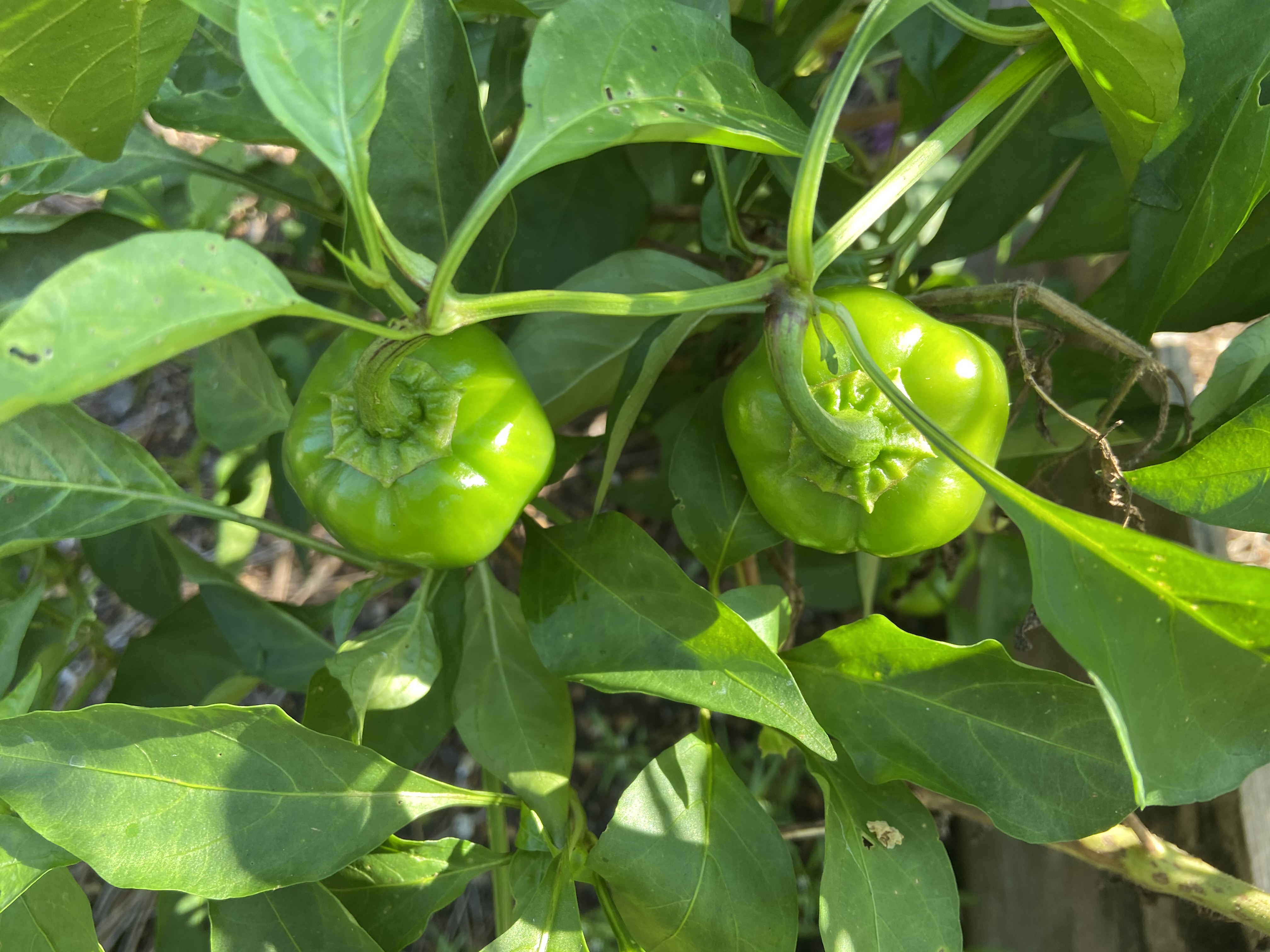 peppers