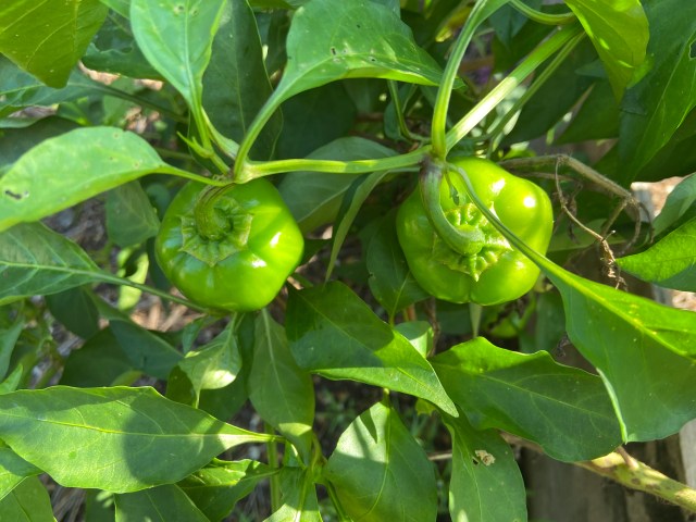 peppers