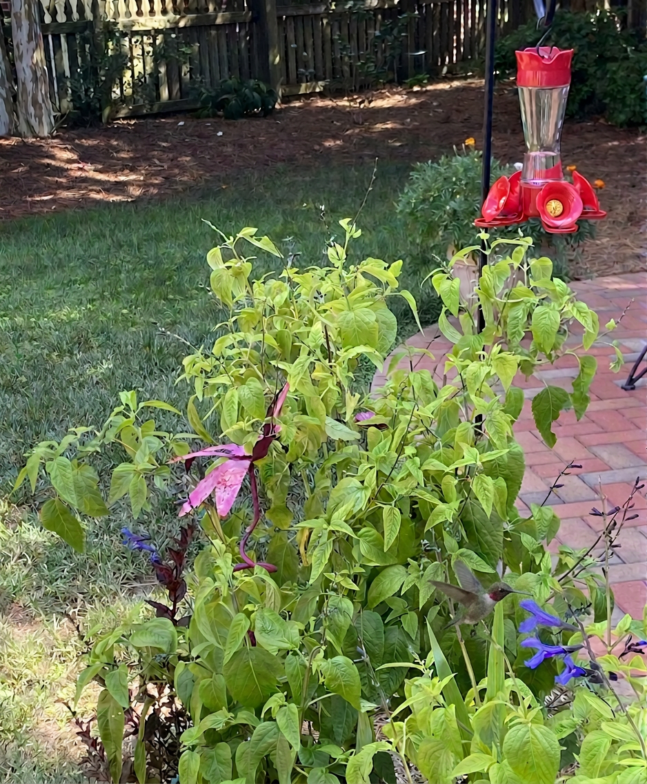hummingbird plant
